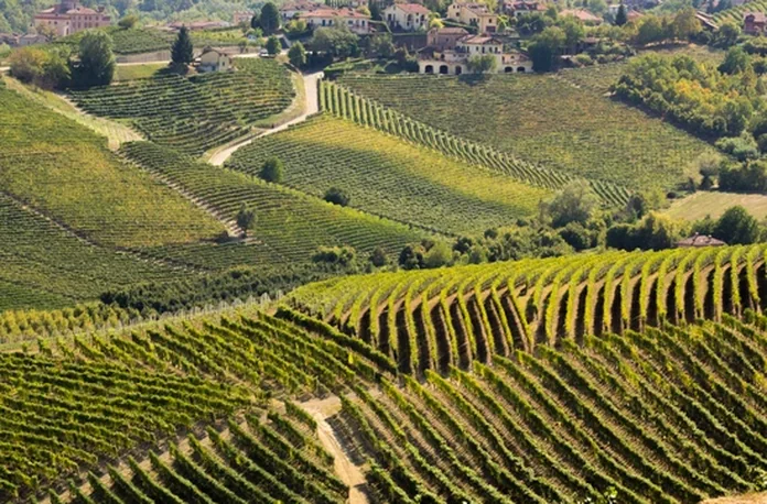 Langhe and Barolo private tours